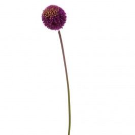 FLORISTA Česnek velký - fialová