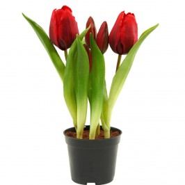FLORISTA Tulipány v květináči - červená