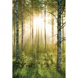 Up and Down Fototapeta Forest, 158 x 232 cm