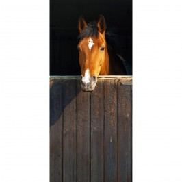 Up and Down Fototapeta Horse, 210 x 95 cm
