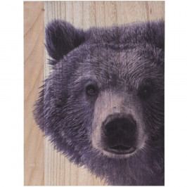 Obrázek Obraz na dřevě Grizzly bear, 28 x 38 cm Obrazy