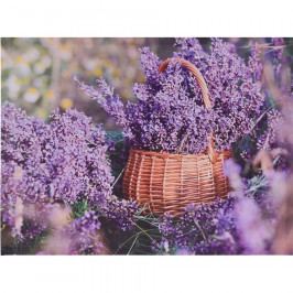Obrázek Obraz na plátně Orléans Lavender, 78 x 58,5 cm Obrazy