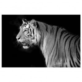 Obraz Ixia Tiger, 120 x 80 cm