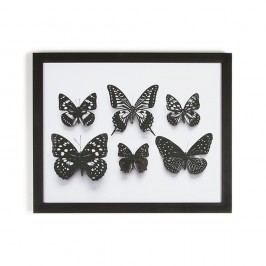 Obraz v rámu Graham & Brown Botanical Butterfly, 50 x 40 cm